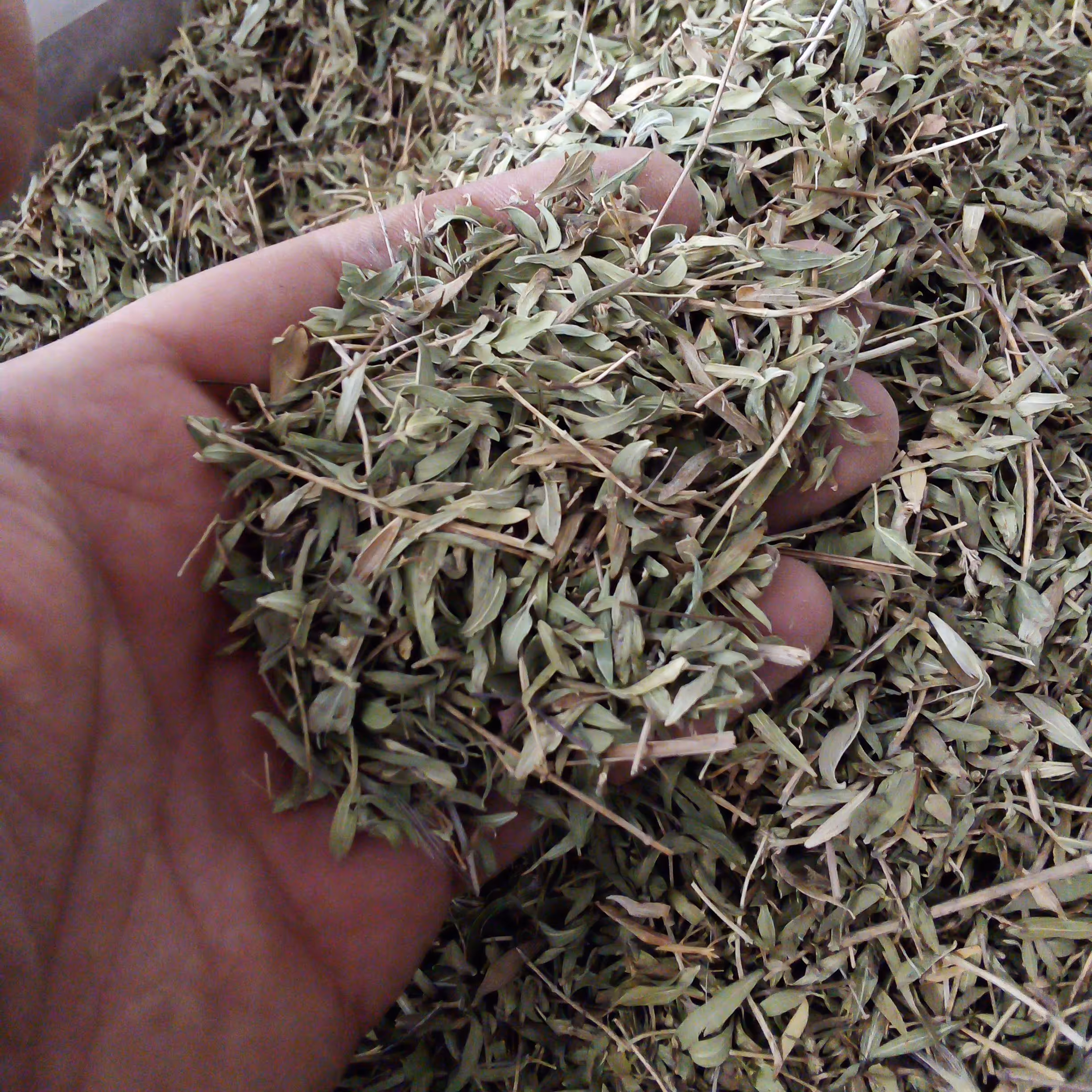 آویشن کوهی 70 گرمی 