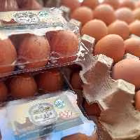 تخم مرغ محلی مزرعه 