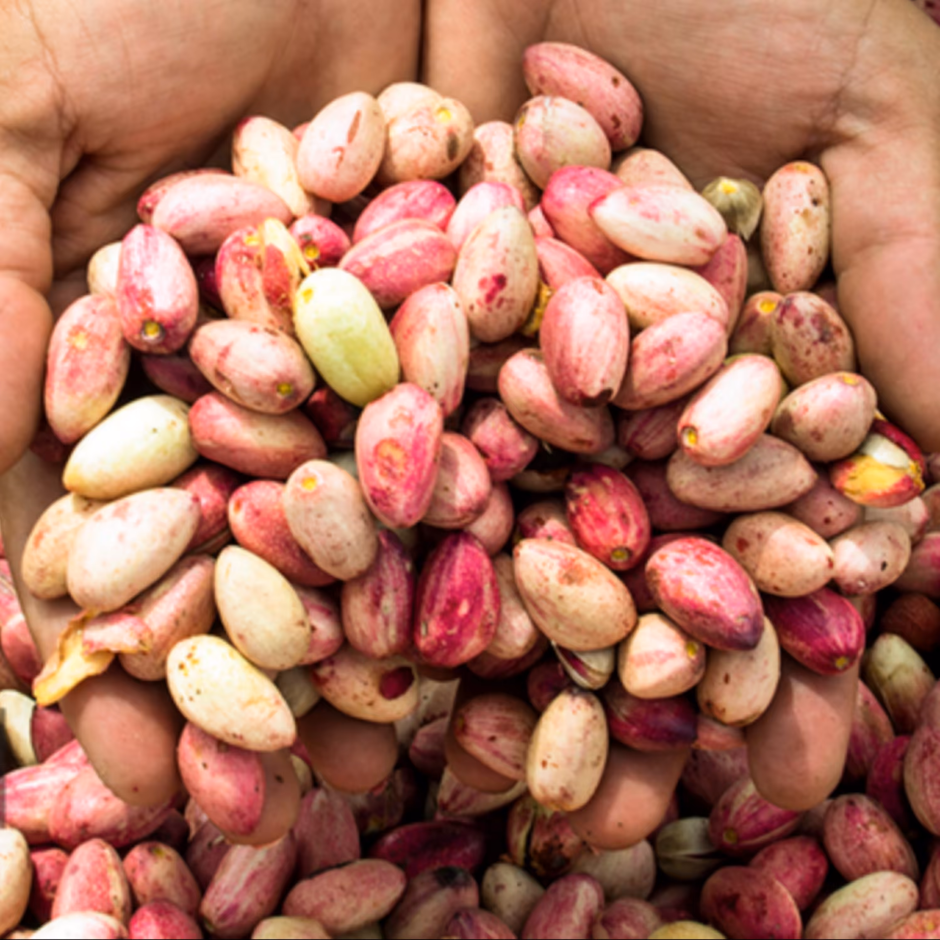 پسته تازه و درجه یک دامغان 7 کیلویی باکیفیت (پس کرایه)