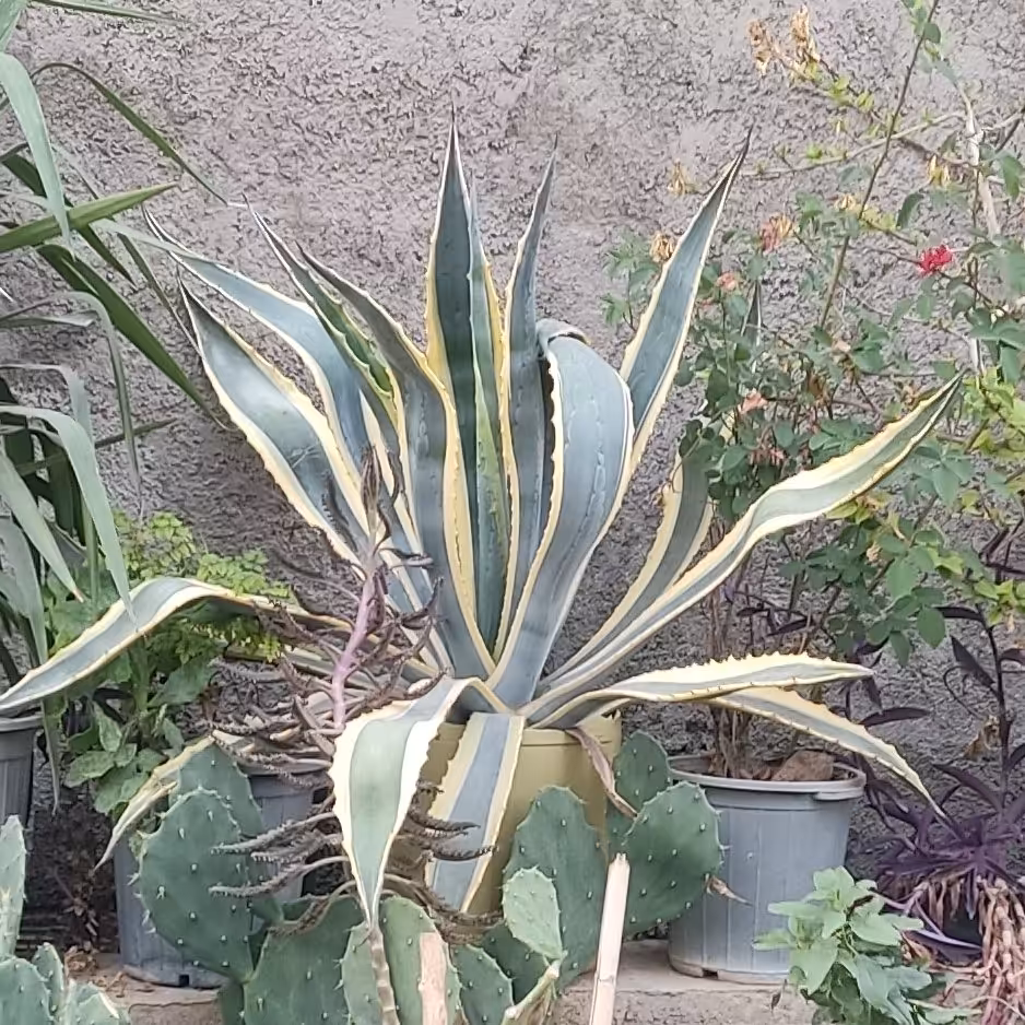 گلدان گیاه طبیعی  آگاو ابلغ