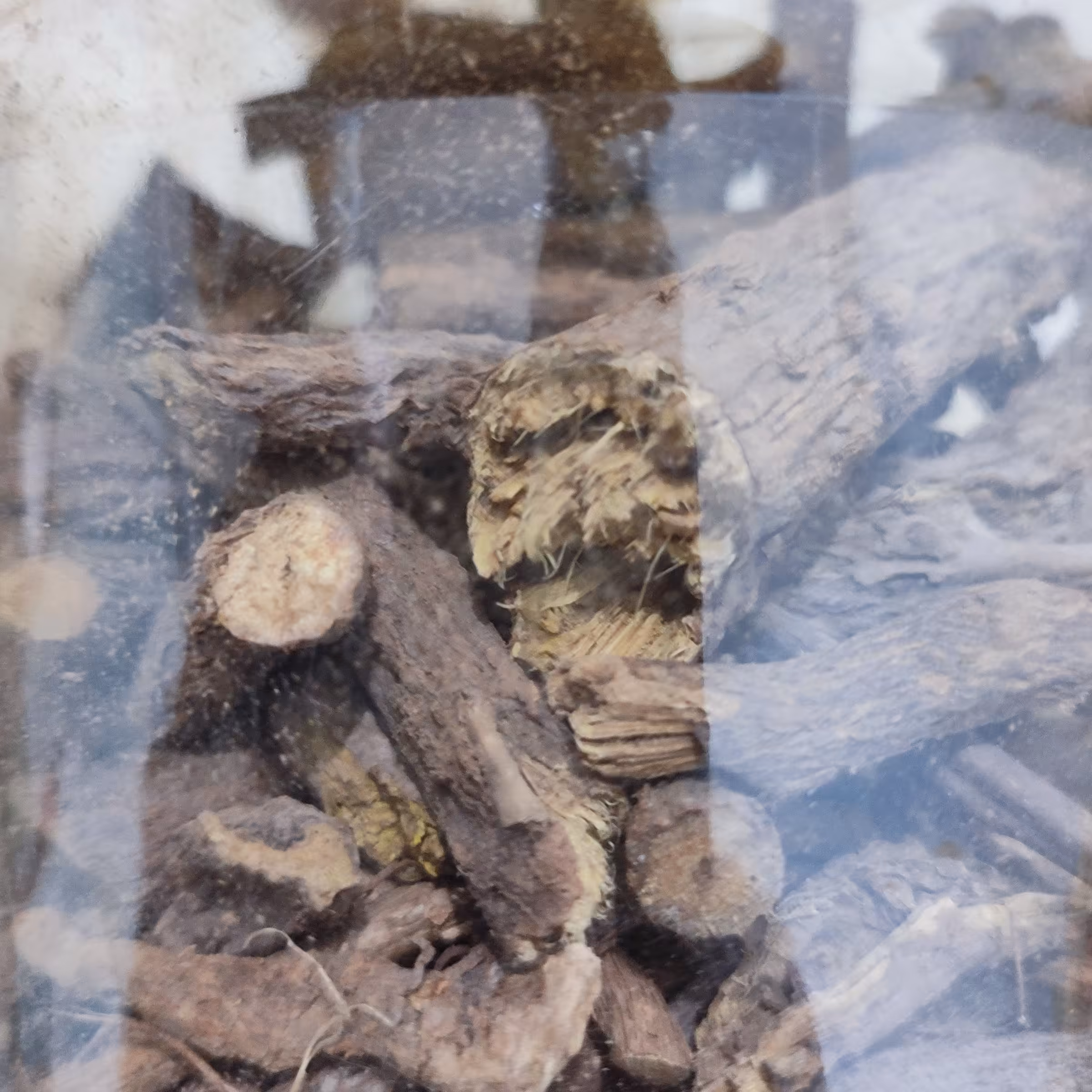 ریشه شیرین بیان