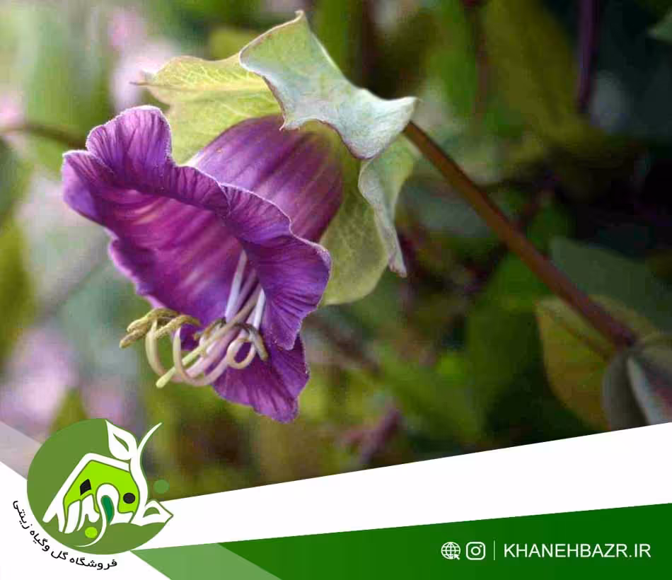 بذر ناقوس کلیسا یا ناقوس صومعه - خانه بذر | فروشگاه بذر وارداتی گل و گیاه زینتی 1404