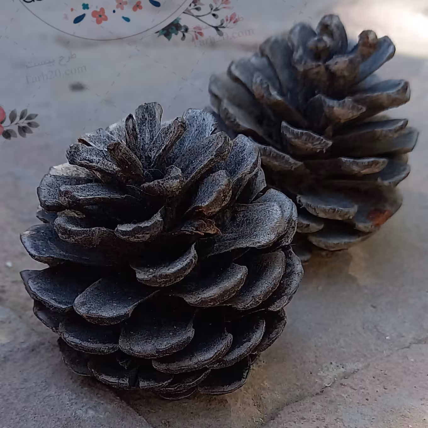 کاج  تزیینی