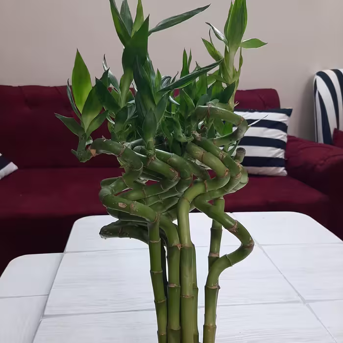 بامبو پیچ سر جوانه