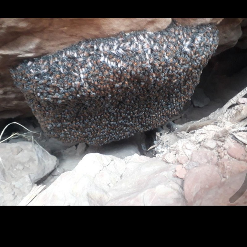 عسل کوهی 3 کیلویی
