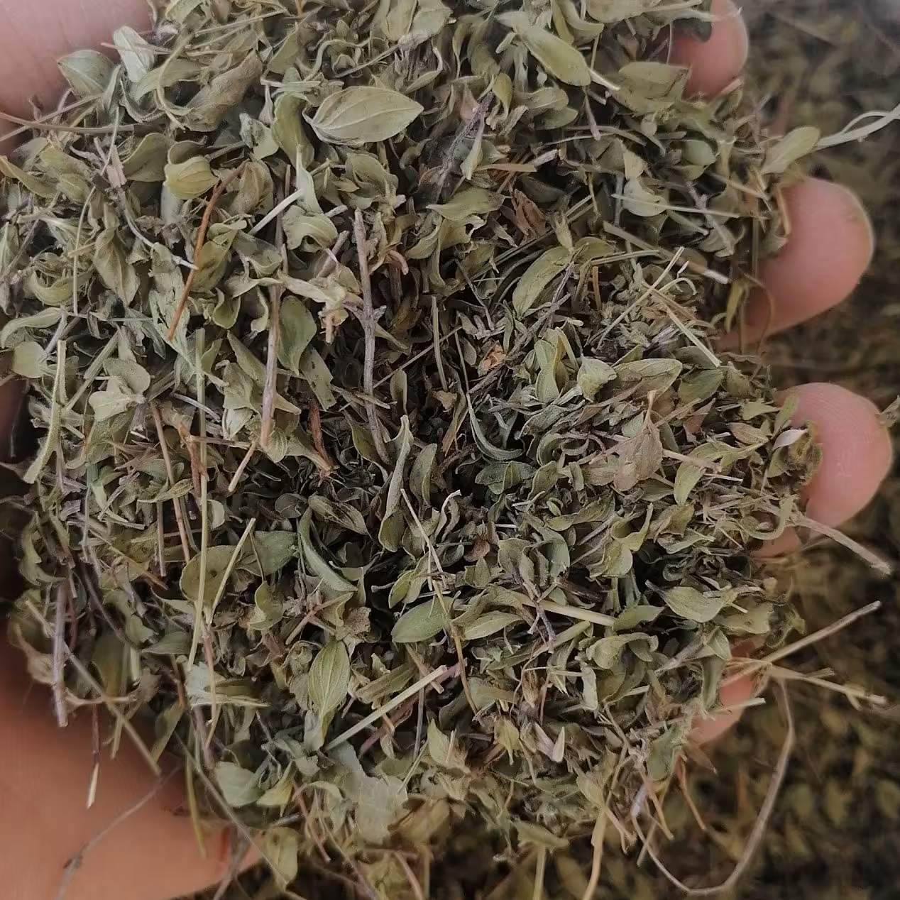 آویشن برگ پهن شمال 