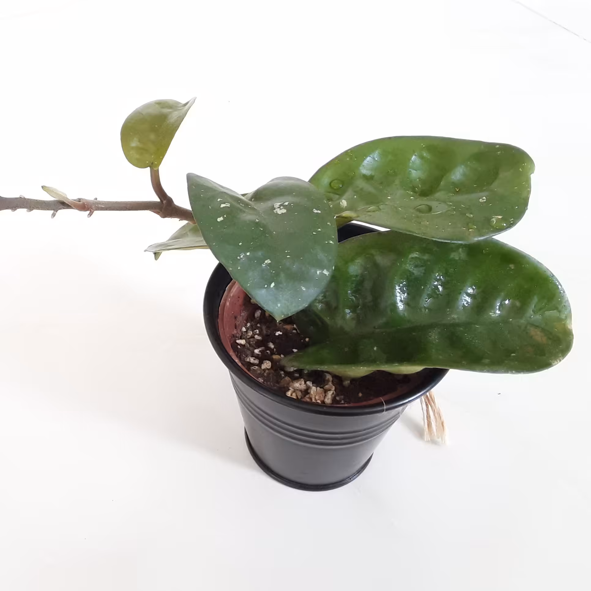 گیاه هویا رینکل 8