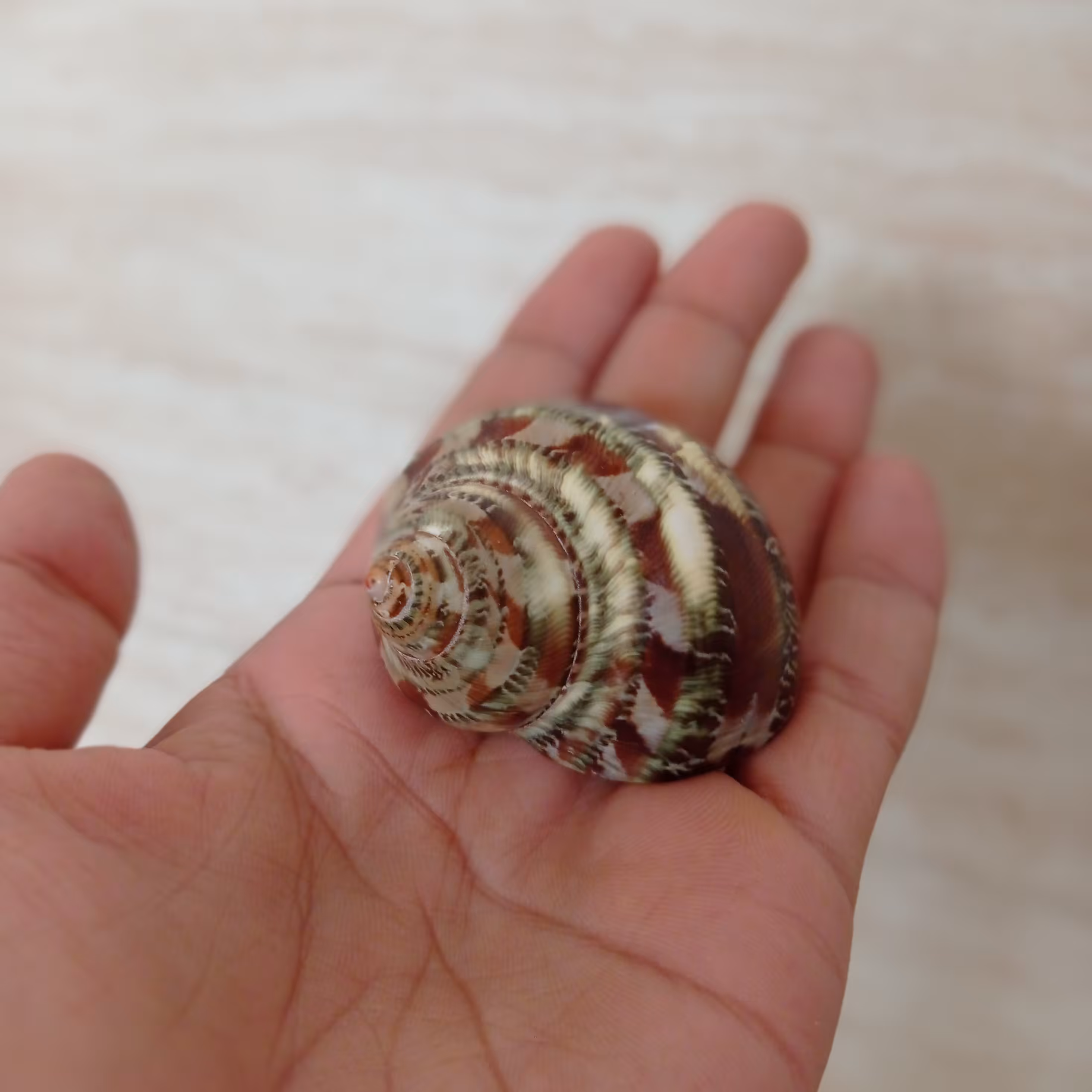 صدف حلزونی توربو با طرح رنگ طبیعی و بسیار زیبا مخصوص کلکسیون