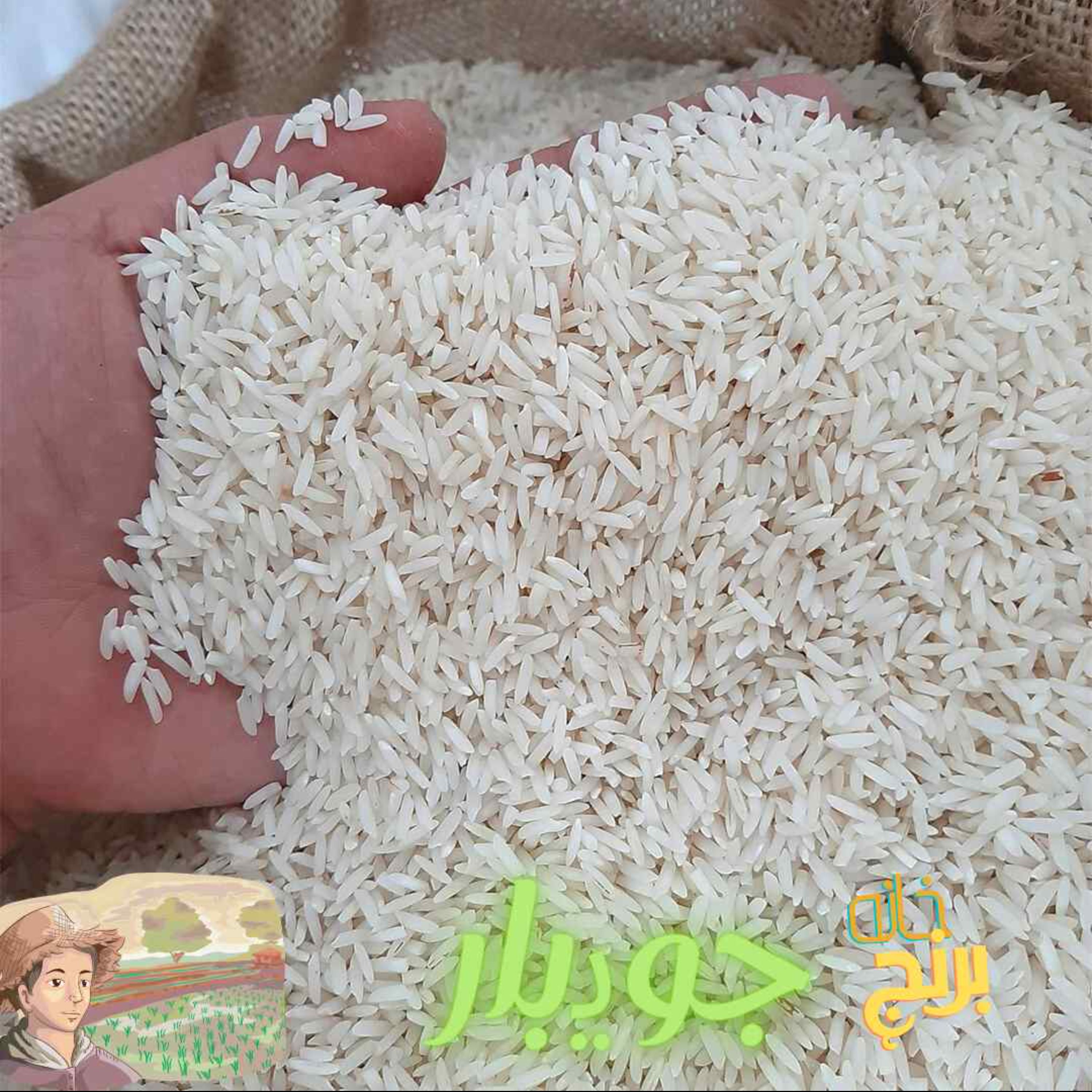 برنج طارم هاشمی فوق اعلاء امساله جویبار (5 کیلوگرم)