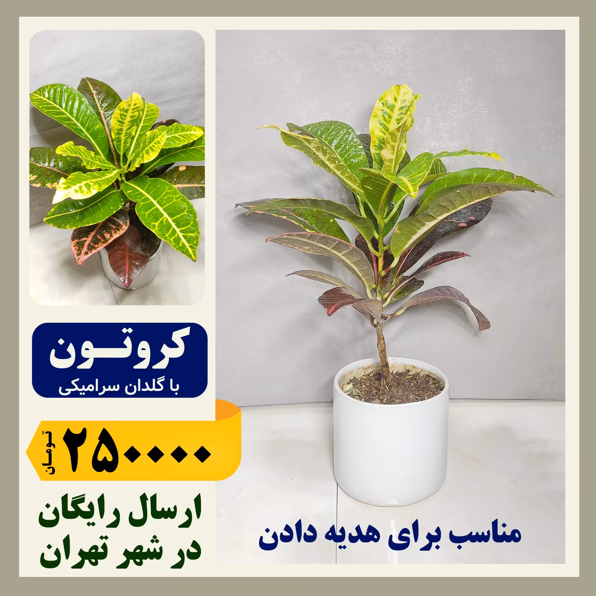 کروتون با گلدان سرامیکی 