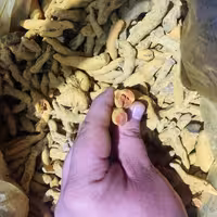 زردچوبه اعلا از بهترین نوع قلم هندی آسیاب در محل. 