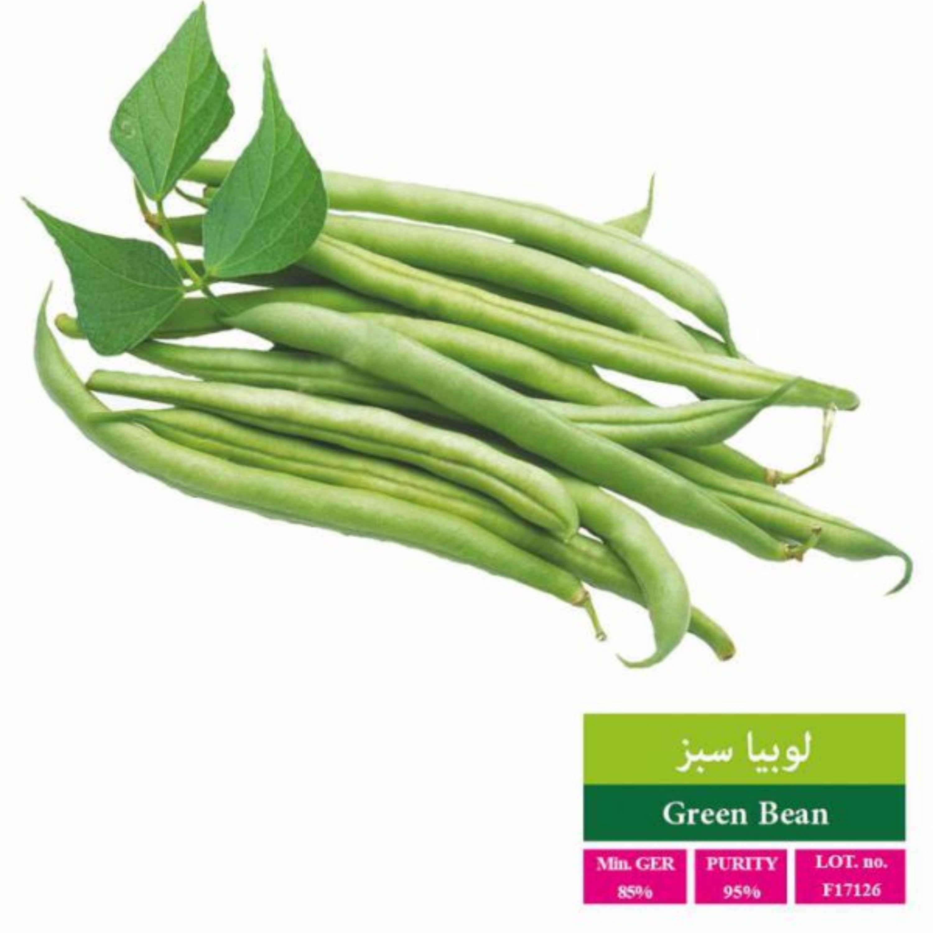 بذر لوبیا سبز بذر طلایی رویان 