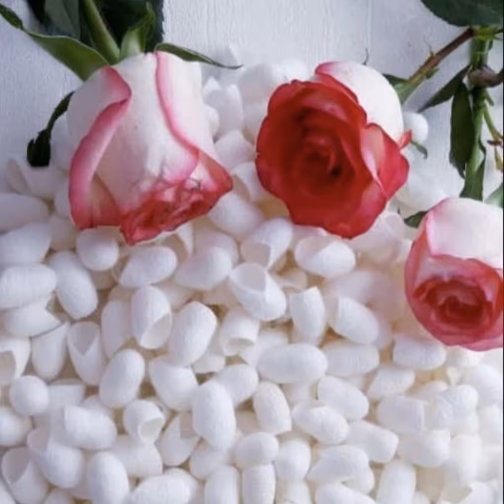 پیله کرم ابریشم 