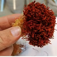 زعفران قائنات دختر پیچ یک مثقالی4.6گرم