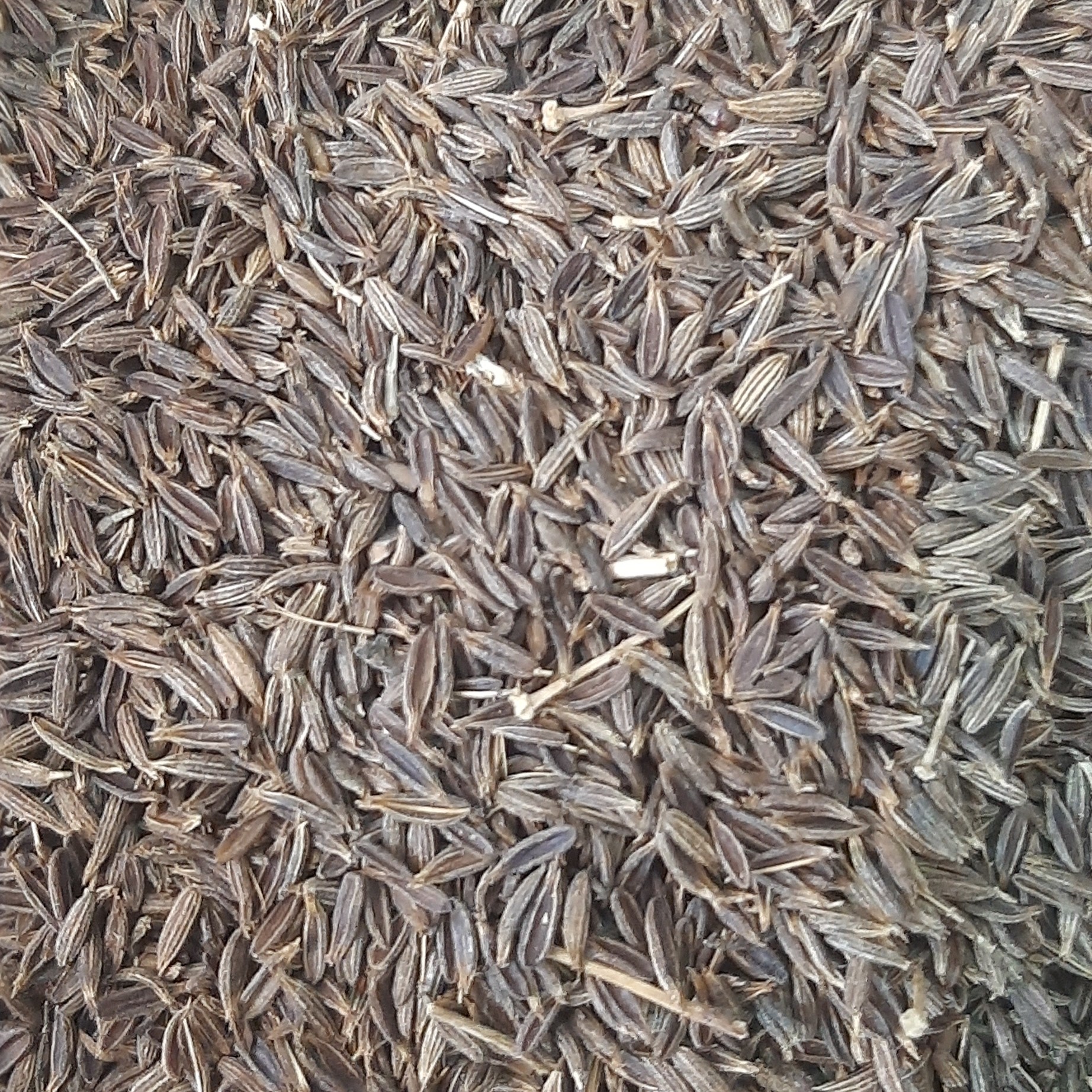 زیره سیاه کرمان