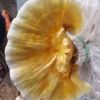 کمپوست آماده قارچ گانودرما زرد 