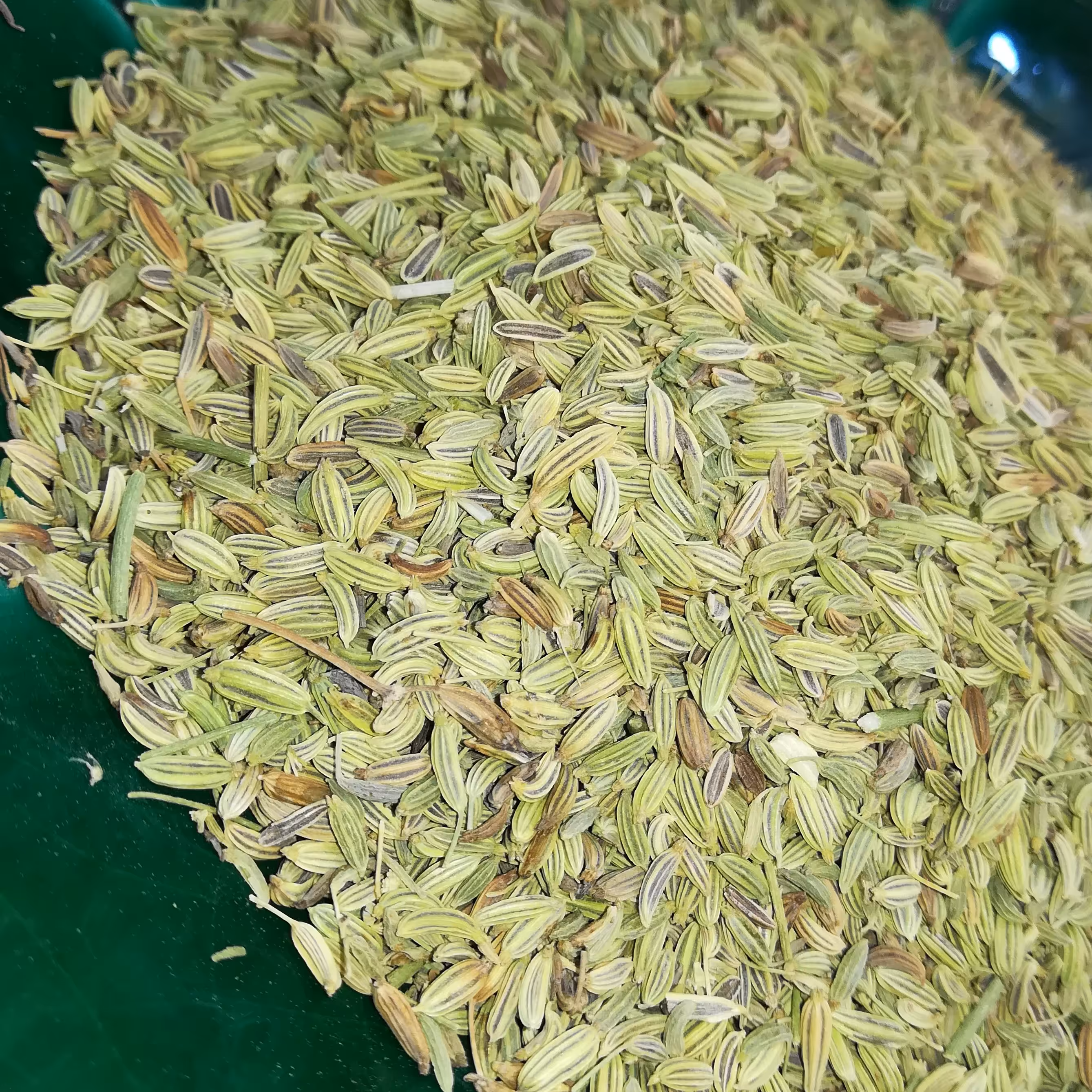 رازیانه 50 گرمی 