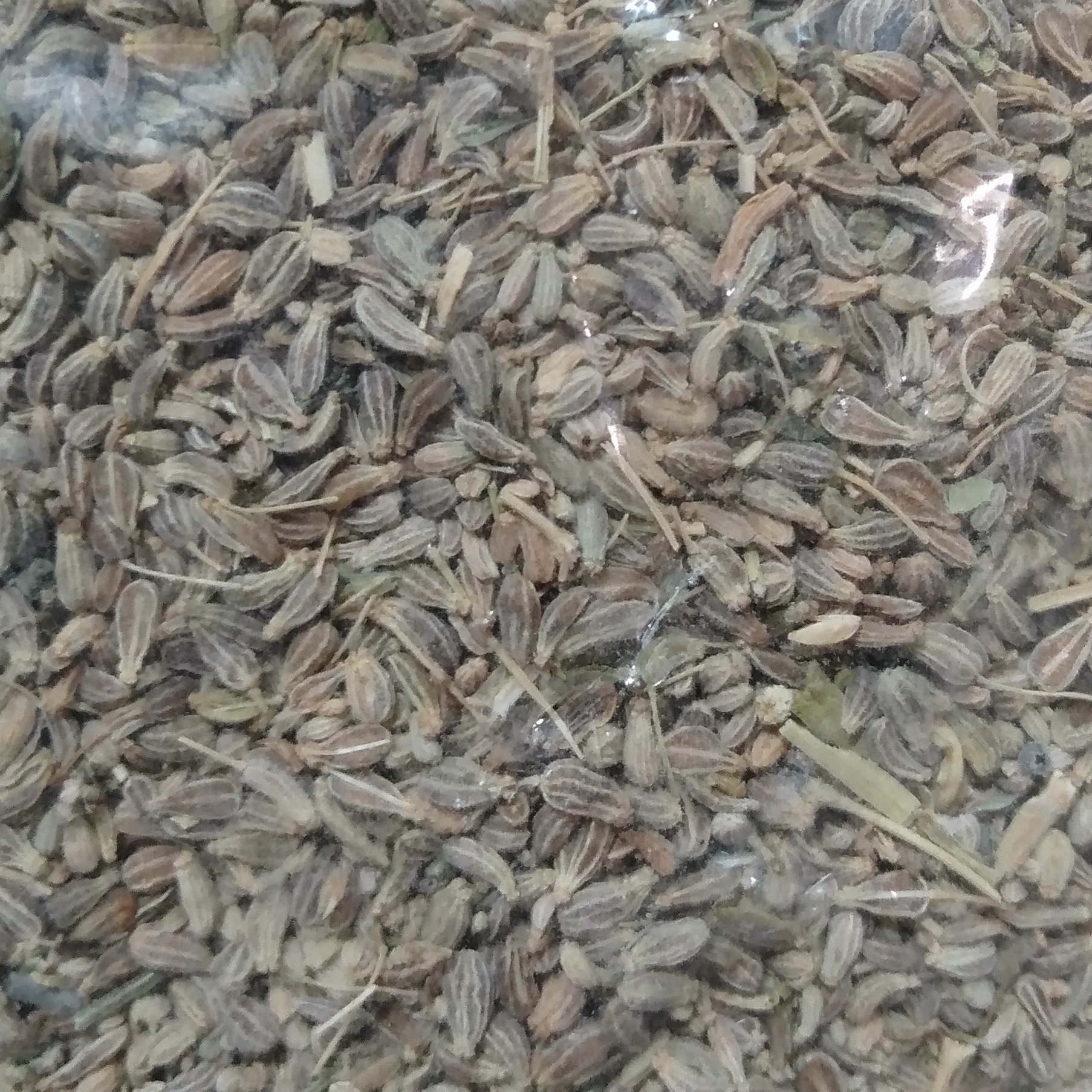 بذر آنیسون(بادیان رومی)