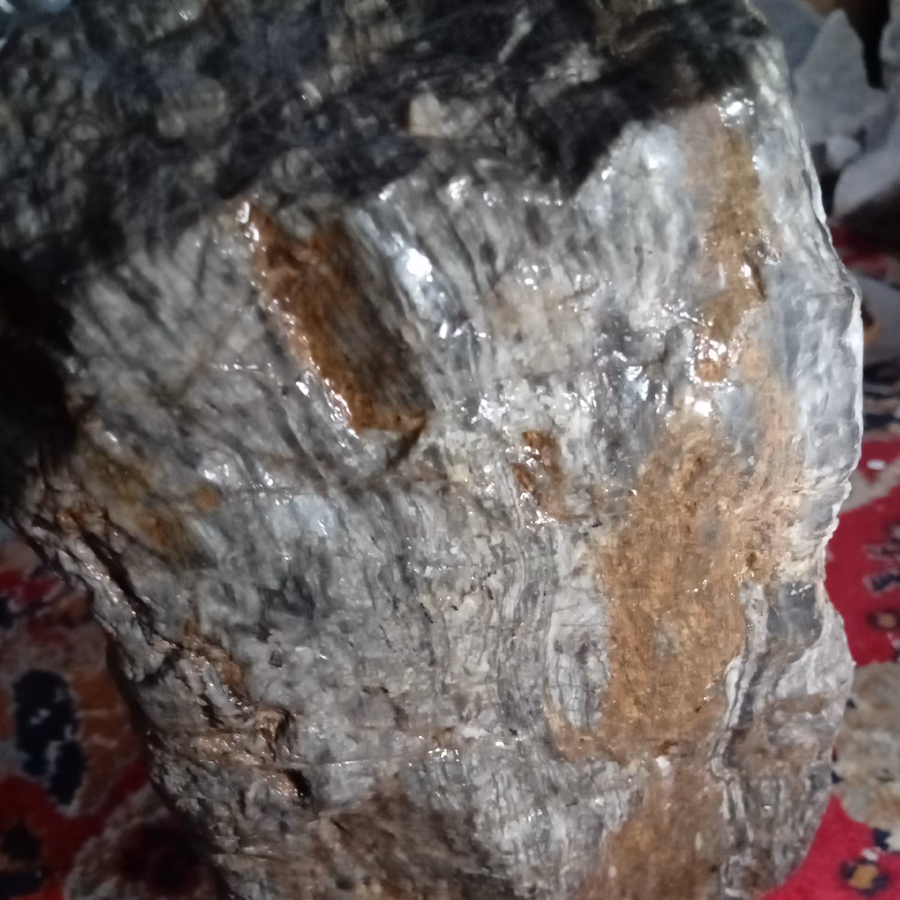 سنگ فسیل چوب