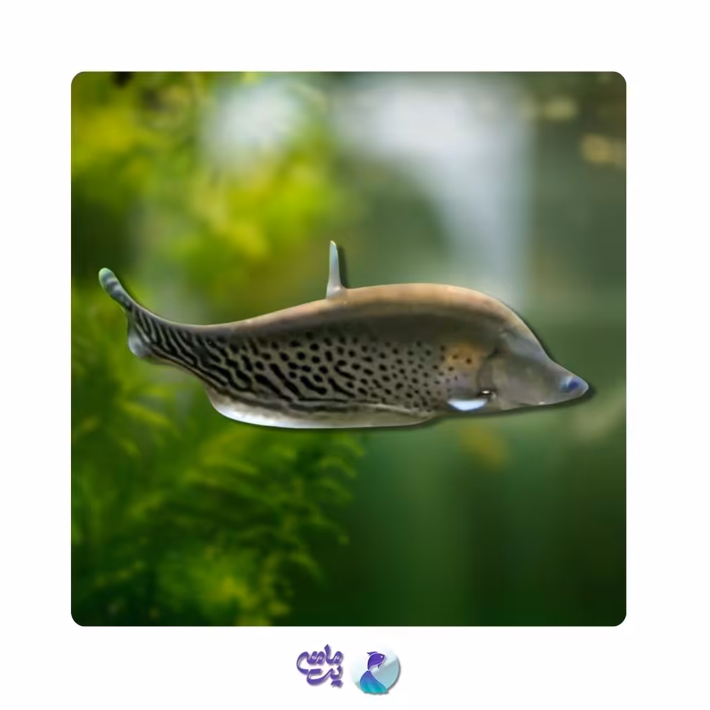 نایف ( چاقو ماهی ) 10 تا 12 سانت