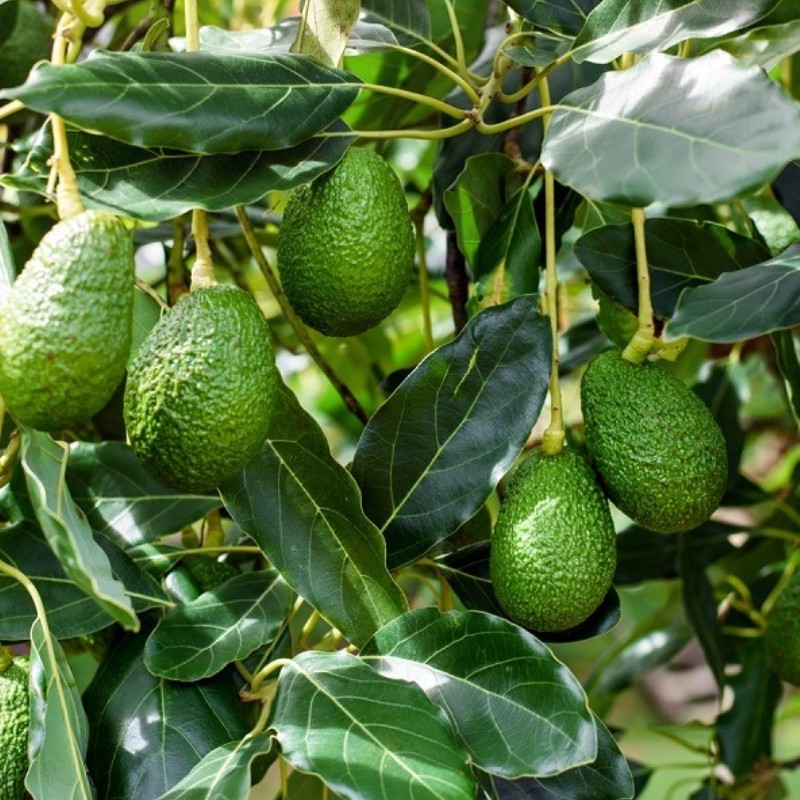 نهال آووکادو 