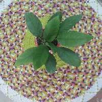 سفره مدل سنتی (پس کرایه)