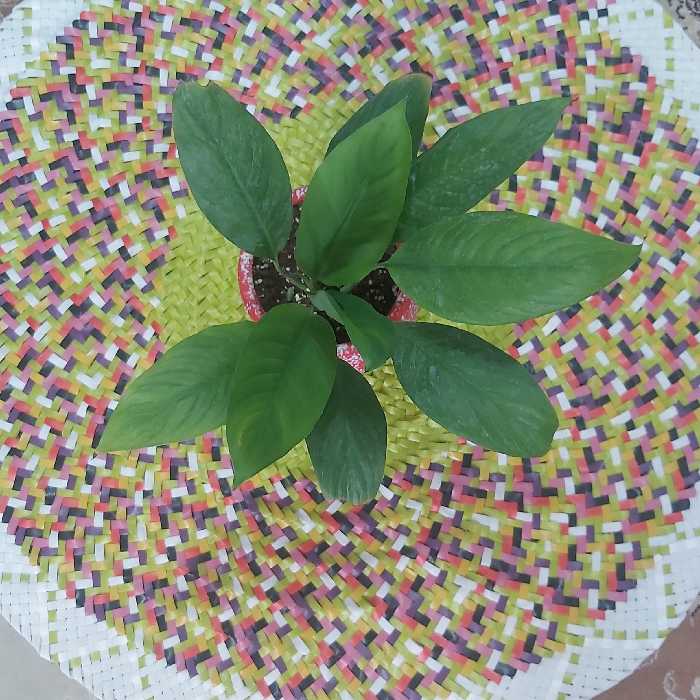 سفره مدل سنتی (پس کرایه)