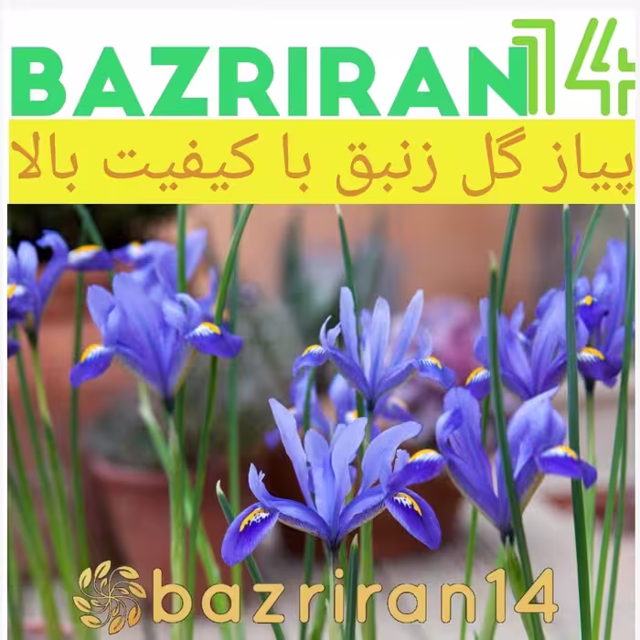 پیاز گل زنبق باکیفیت بالا سایز درشت بسته 3 عدد