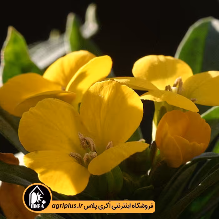 بذر گل شب بو خیری
