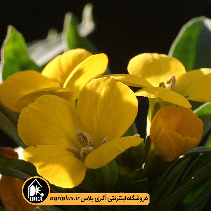 بذر گل شب بو خیری