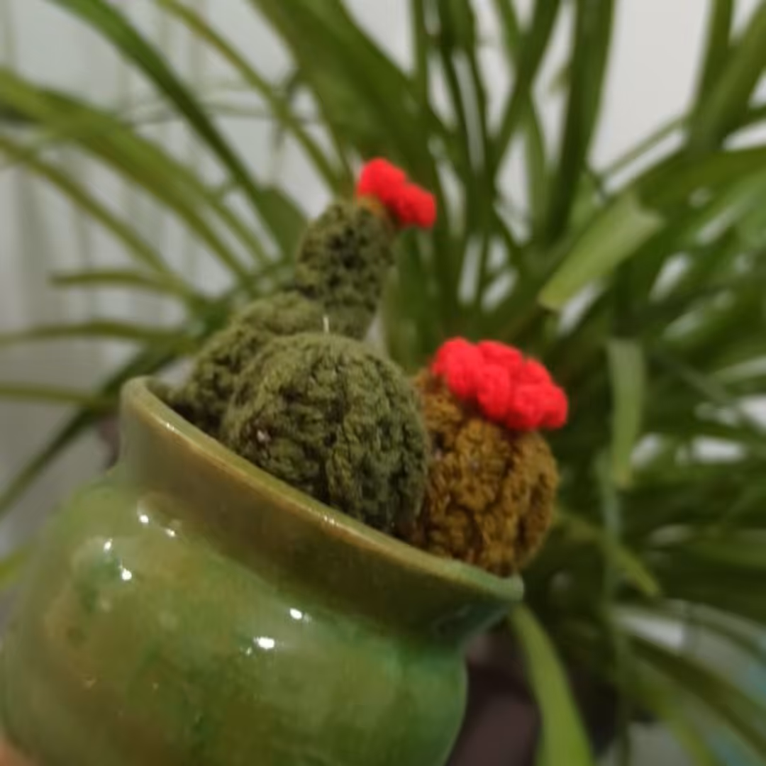 گلدون کاکتوس بافتنی زیبا