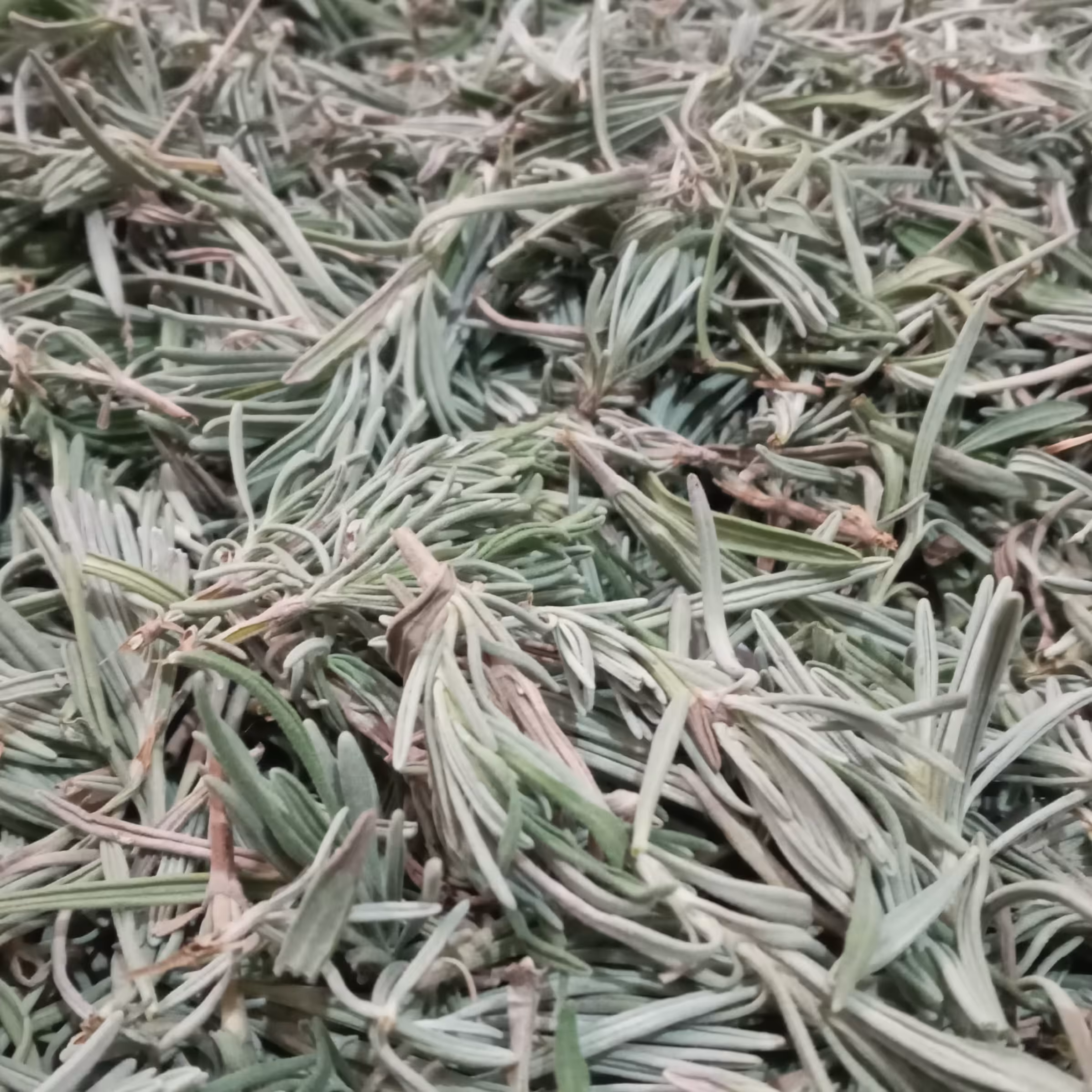 برگ رزماری 700