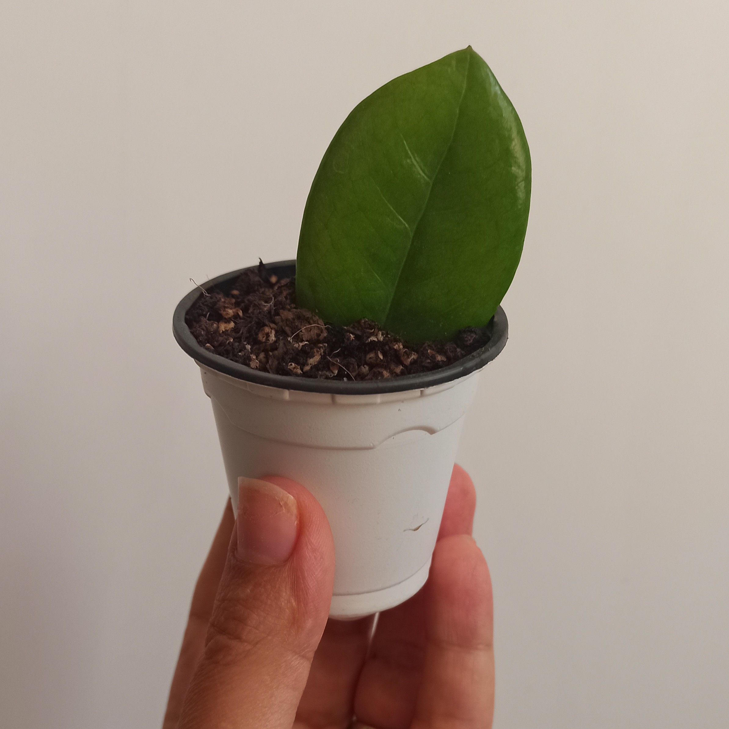 برگ غده دار آماده جوانه زامیفولیا سبز
