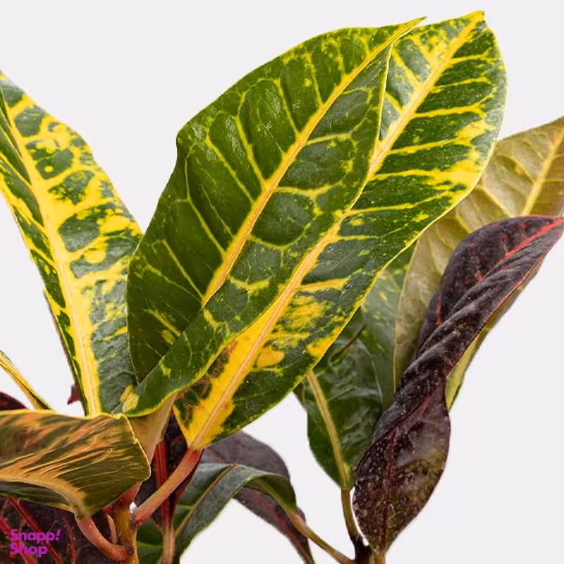 گلدان طبیعی کروتون