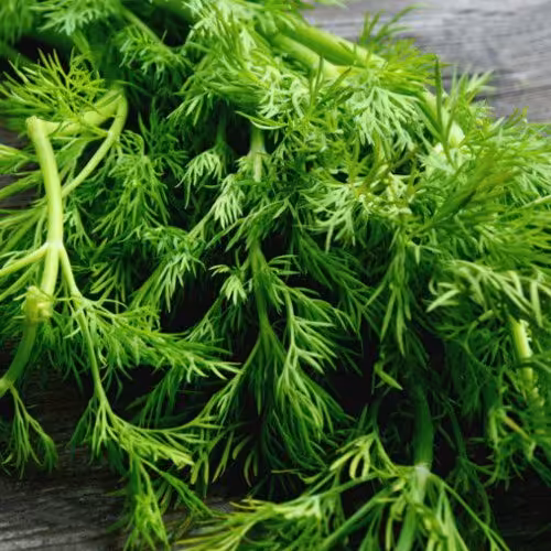 سبزی شوید تازه خرد شده خانگی