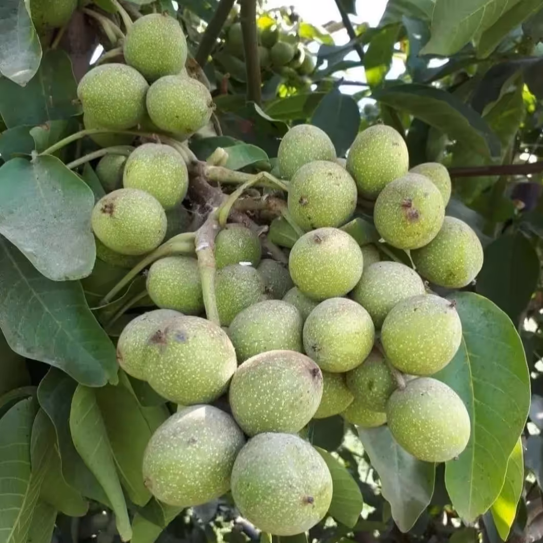 گردو ژنوتیپ تیپ 7 پوست کاغذی  دیرگل و مقاوم به سرما (هزینه ارسال رایگان نیست و به عهده خود مشتری میباشد )