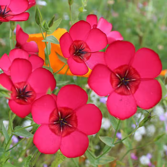 بذر گل کتان قرمز بسته 50 عددی