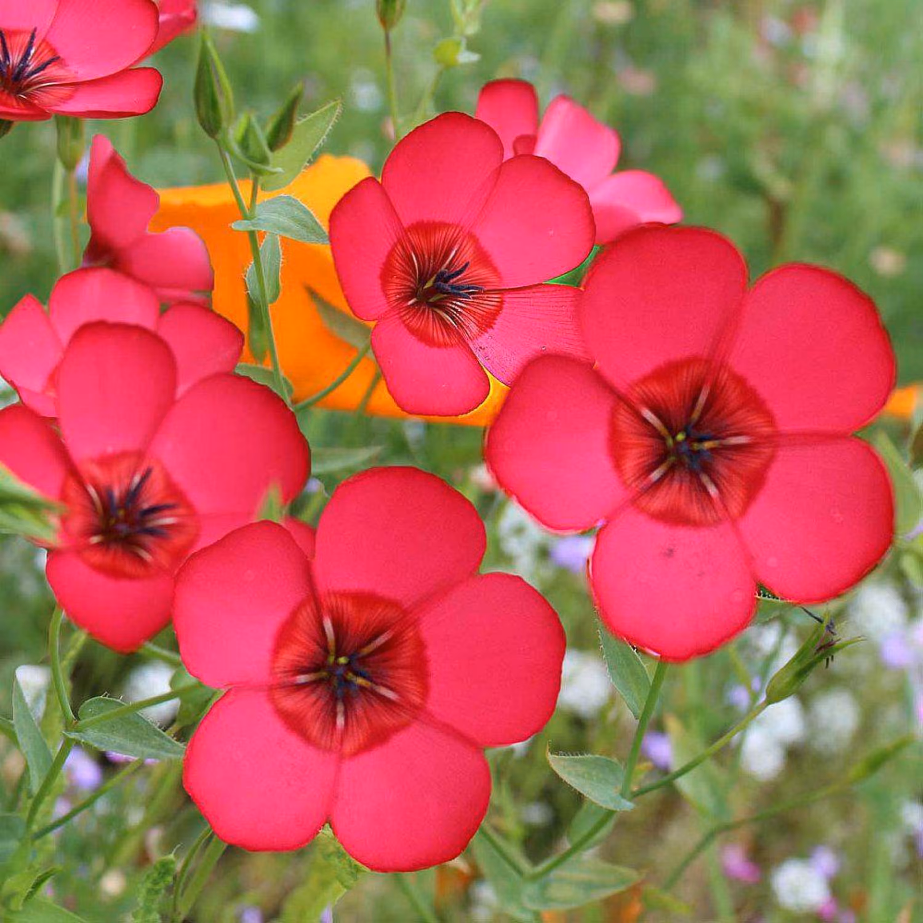 بذر گل کتان قرمز بسته 50 عددی