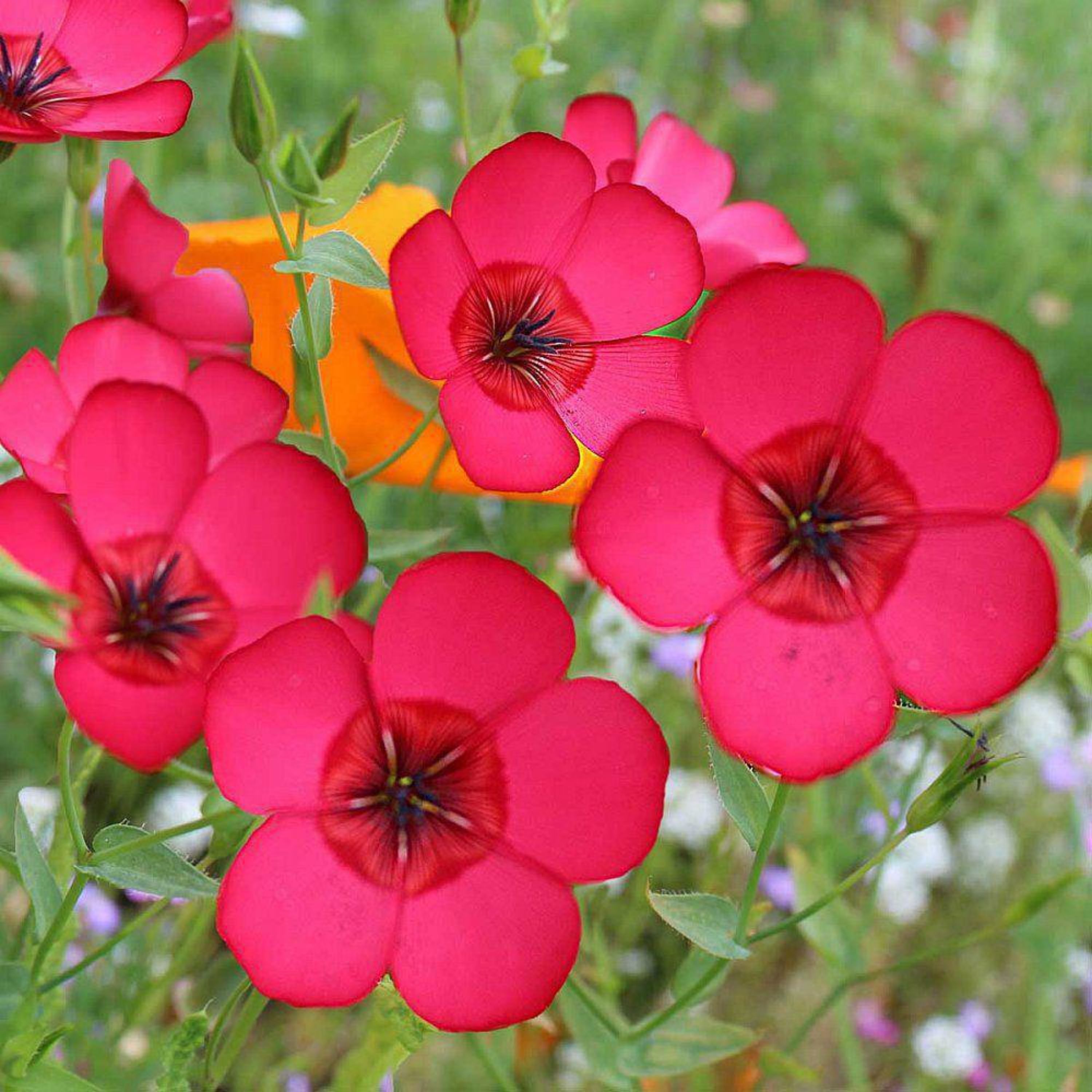 بذر گل کتان قرمز بسته 50 عددی