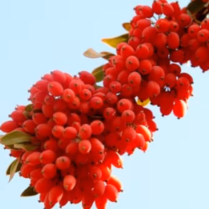 زرشک اناری اعلا کد 125