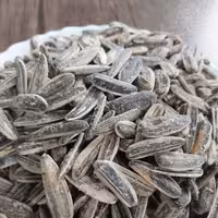 تخمه نمکی  پرمغزو تازه  