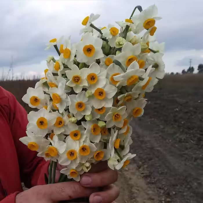 پیاز گل نرگس شهلا (بسته10 کیلویی ممتاز )