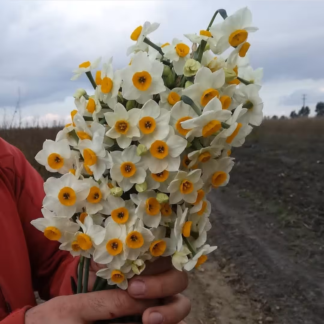 پیاز گل نرگس شهلا (بسته10 کیلویی ممتاز )