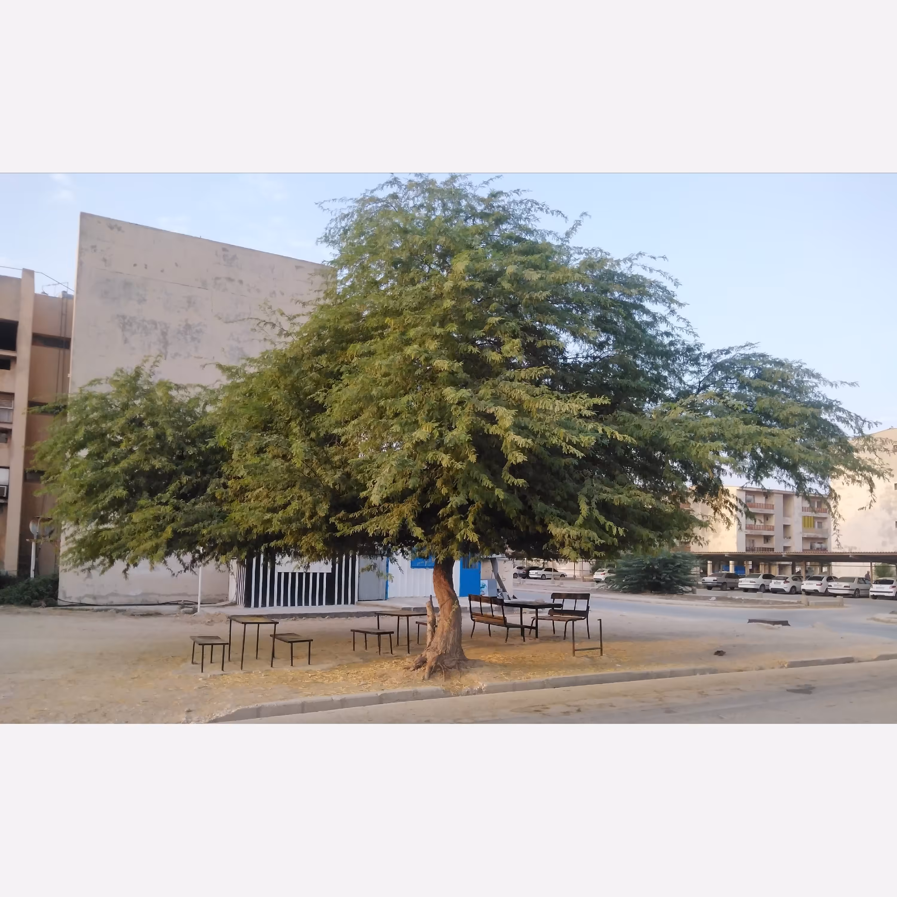 بذر کهور  ( آلاچیق طبیعی) (10 عدد) 