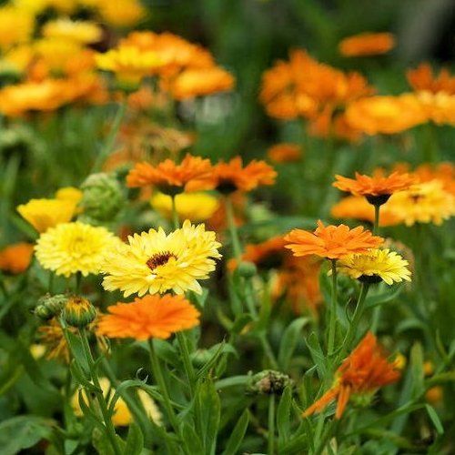 بذر همیشه بهار 150 عددی