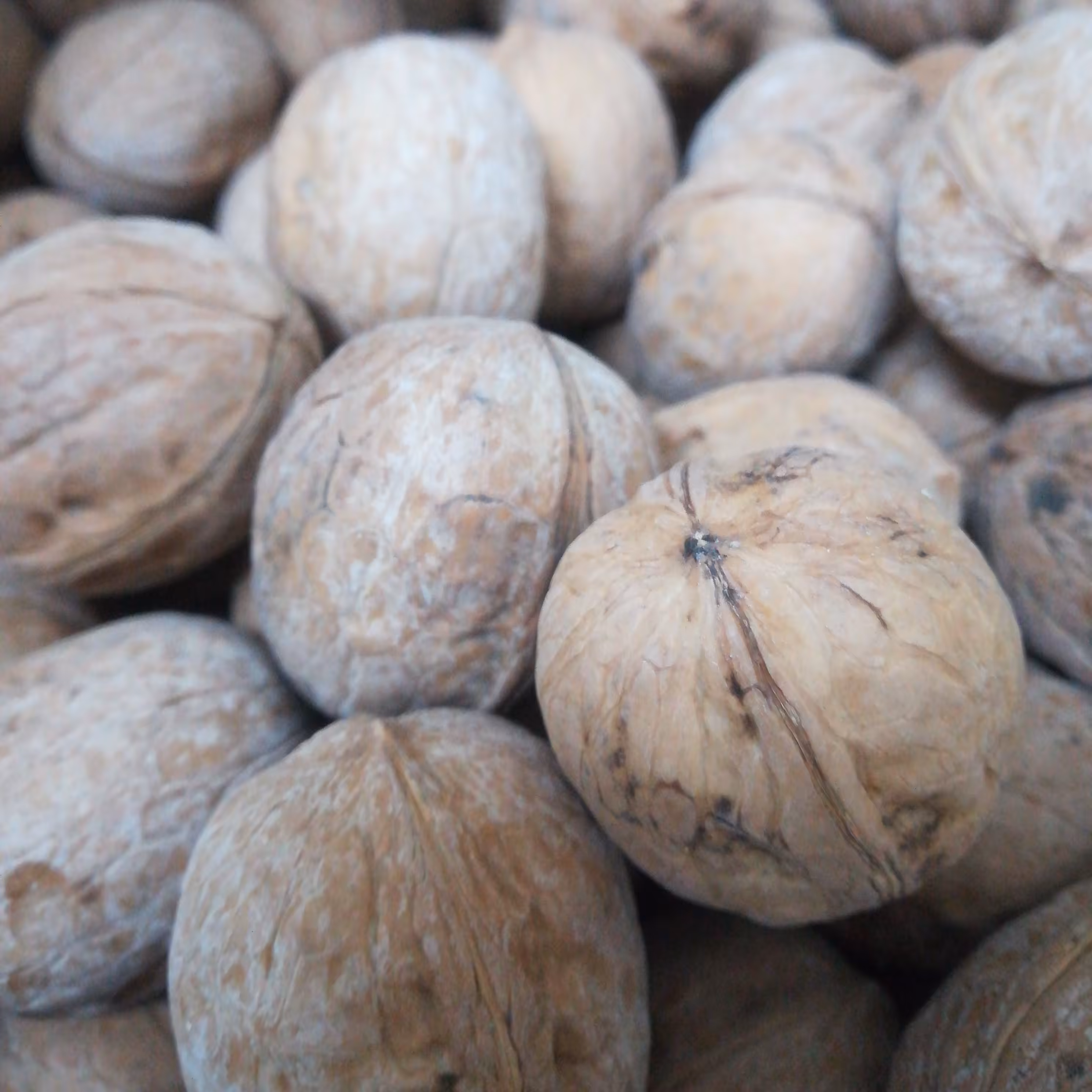 گردو   پوست نازک  یک کیلویی