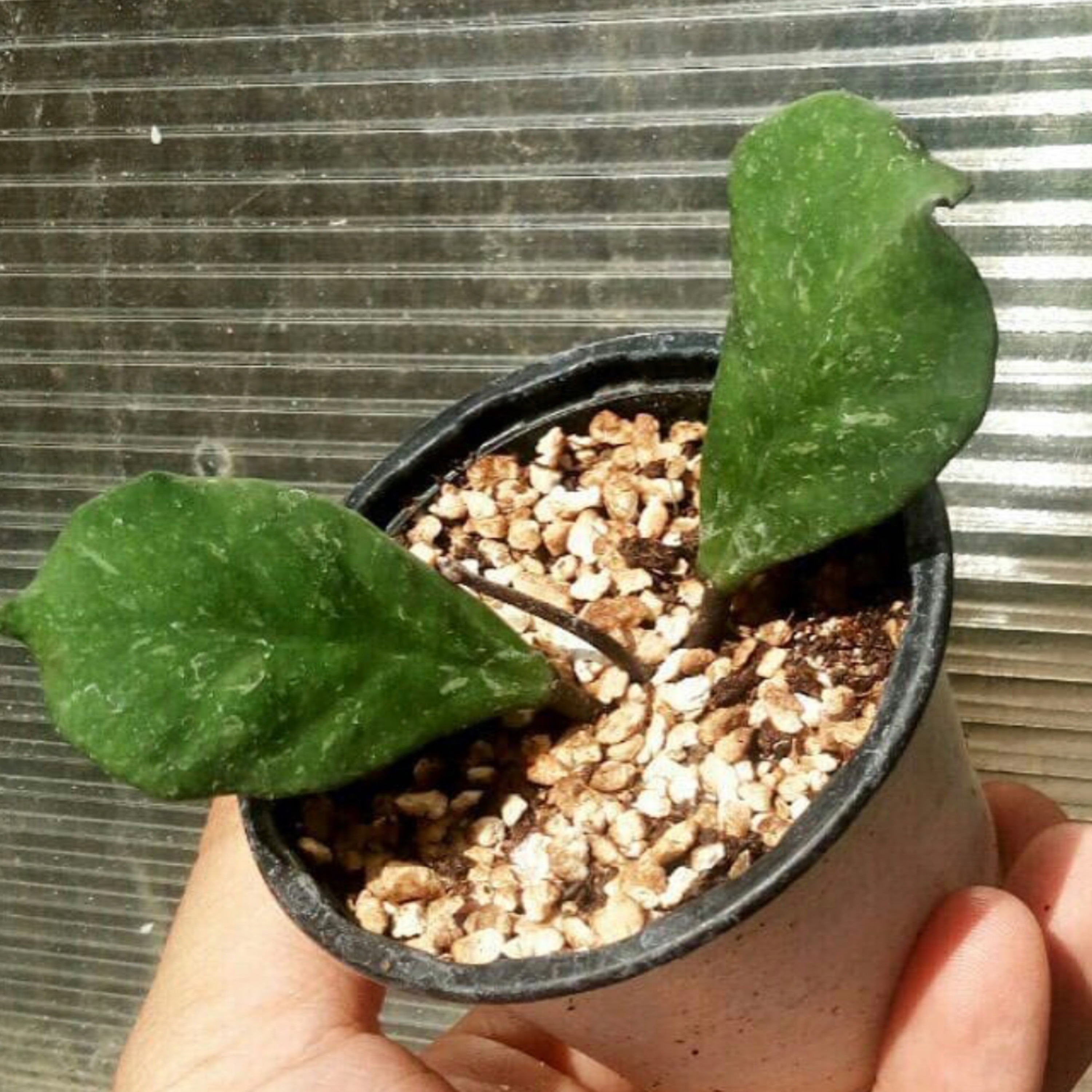 هویا پیچ مومی آبوواتا hoya obovata