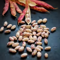 لوبیا چیتی سورت شده ممتاز (800گرم) کارون