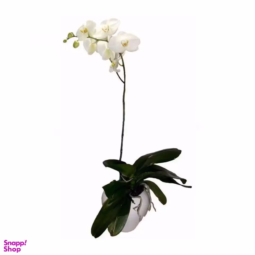 گل طبیعی ارکیده ایگل (Egol) کد G505