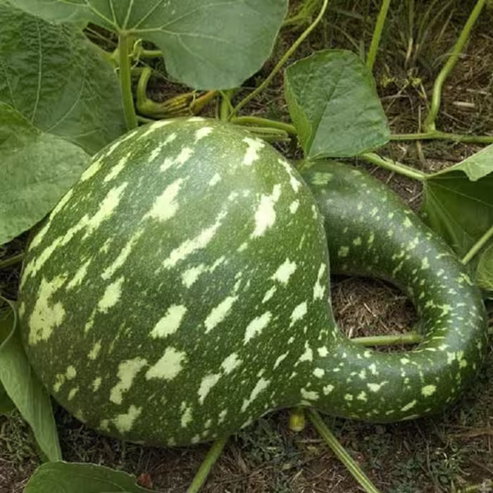 بذر کمیاب کدو اردکی سبز بسته (2 عددی).
